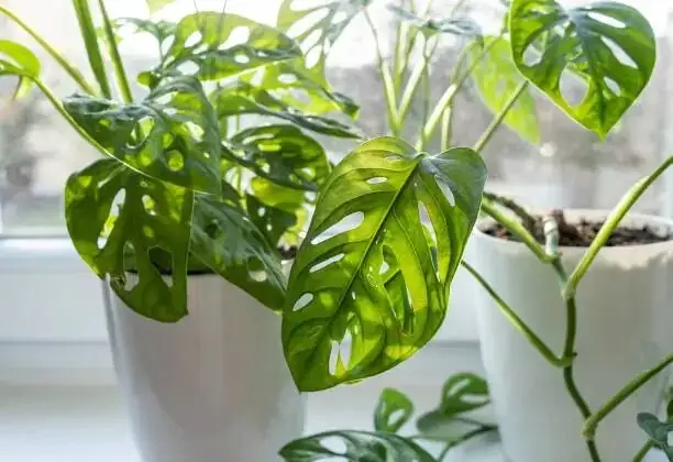 misting fittonia leaves spray bottle