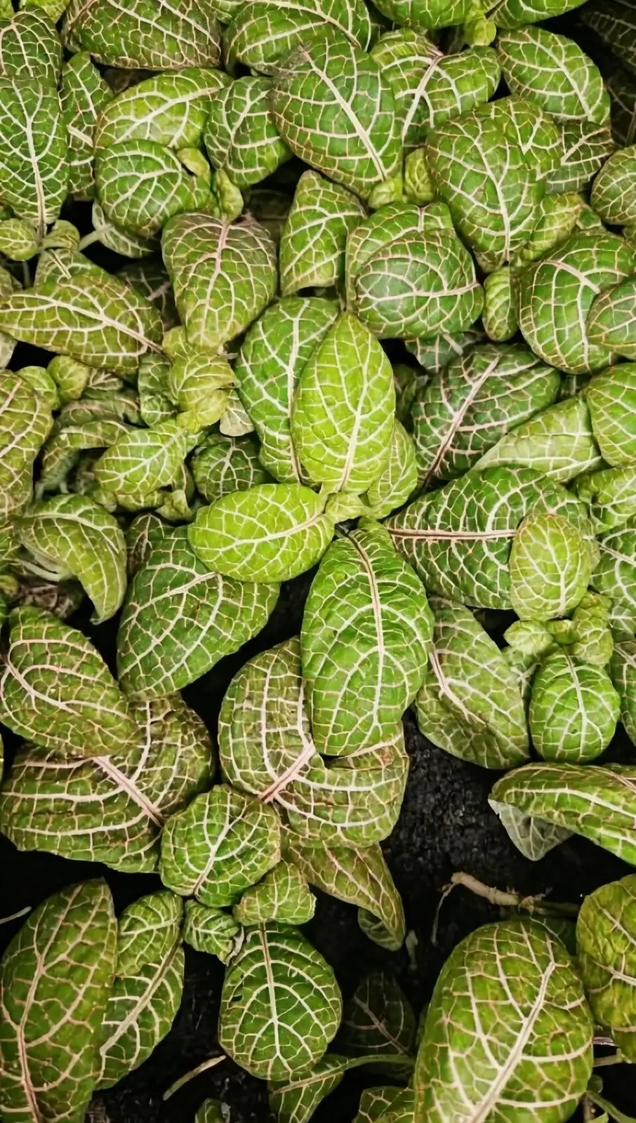 粉白红三色怎么搭？用网纹草打造高颜值桌面与浴室角