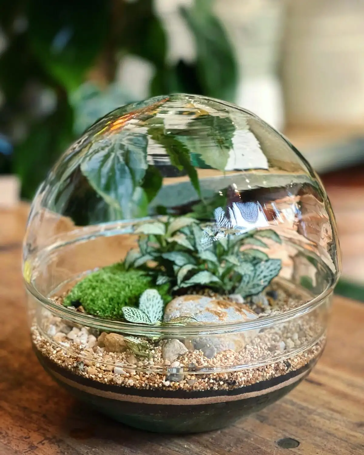 fittonia glass terrarium moss ferns