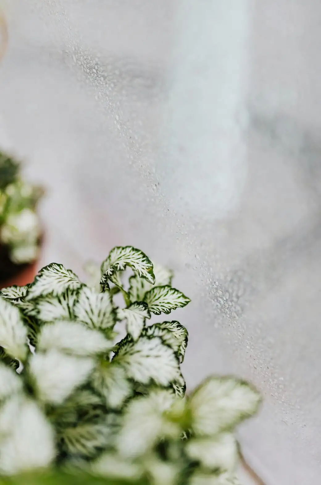 fittonia cuttings humidity dome