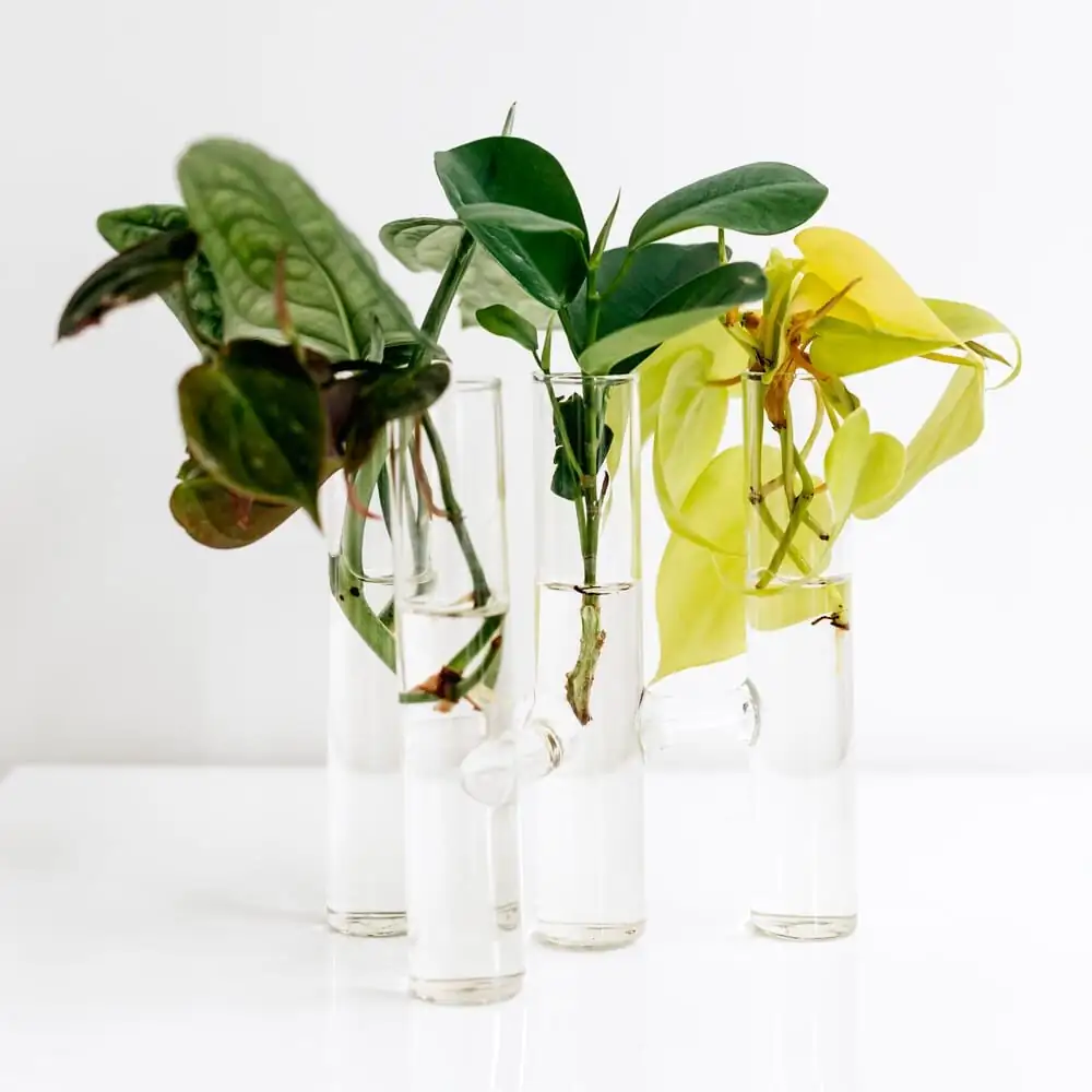 fittonia water propagation glass