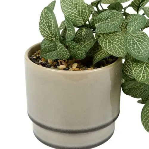 fittonia full pot trailing