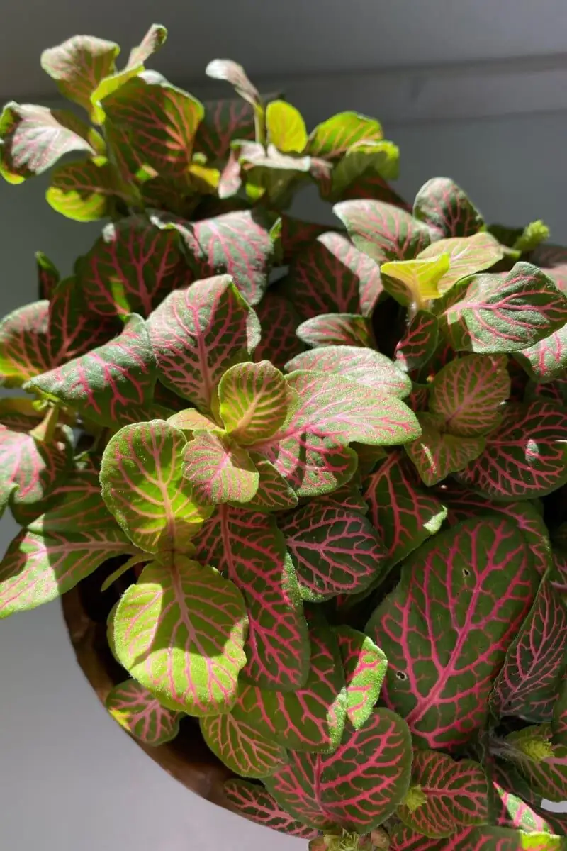 fittonia leaf vein close up