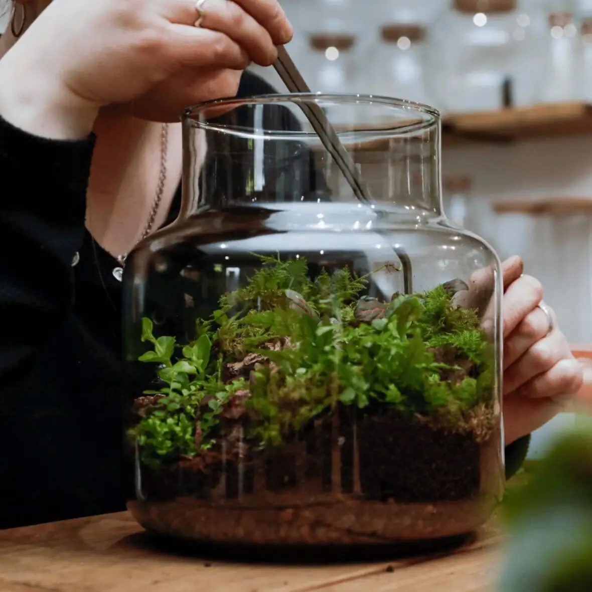 fittonia terrarium substrate layers