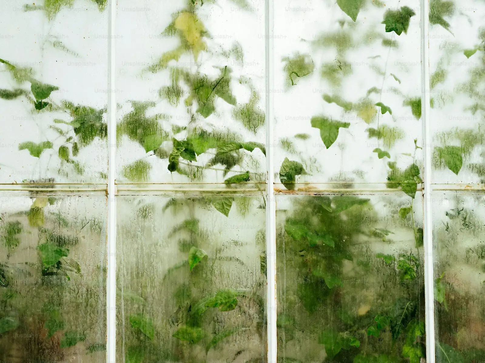 fittonia condensation on glass