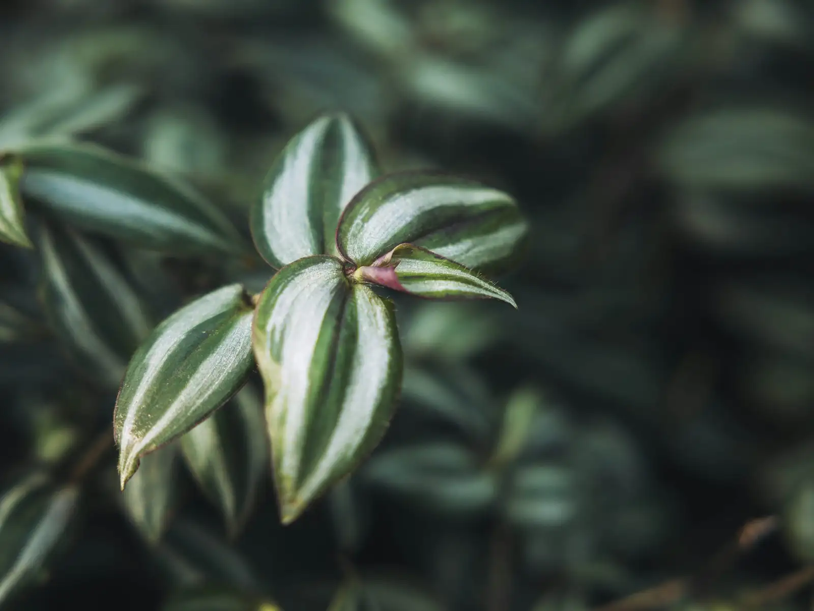 fittonia flower spike pruning close-up