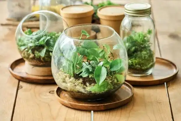 fittonia glass terrarium close-up