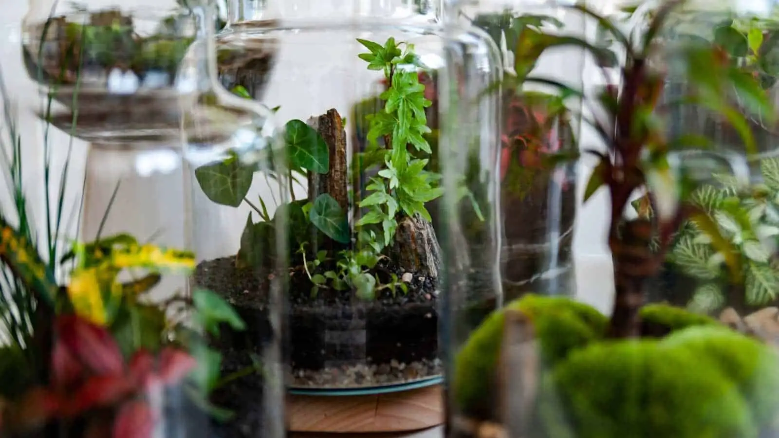fittonia glass terrarium high humidity