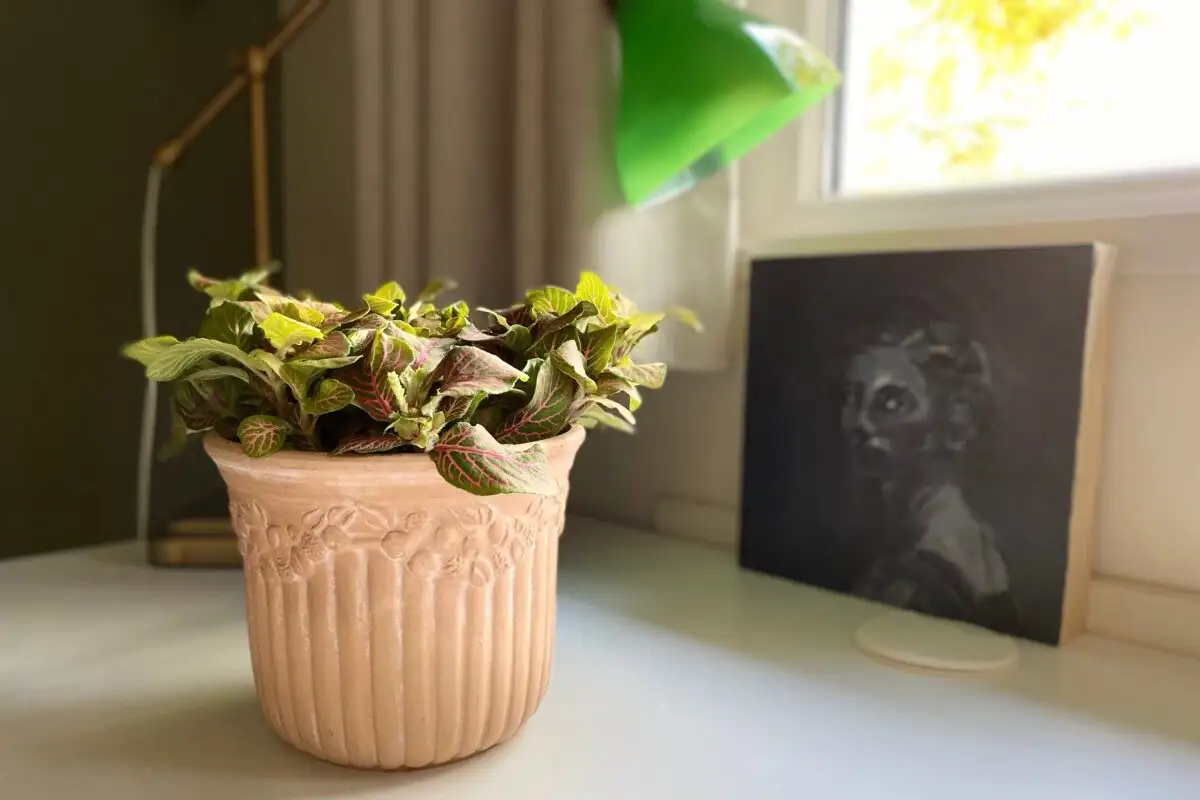 fittonia under grow light