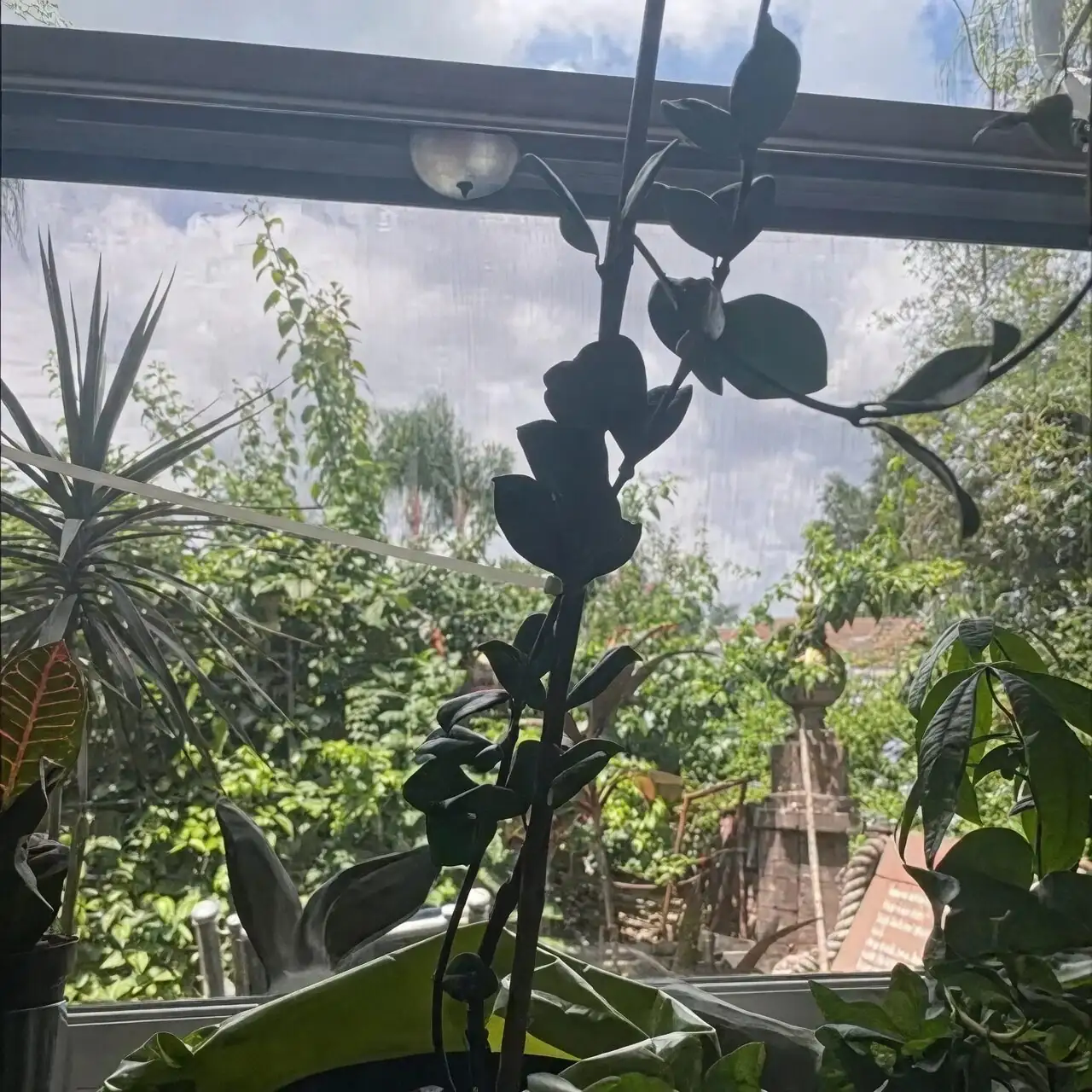别让斑纹褪色！花叶络石的“光·水·温”黄金三角养护术