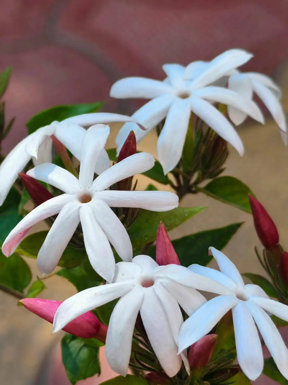 variegated star jasmine east window sun