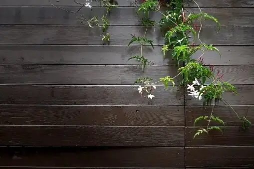 variegated star jasmine pruning shears