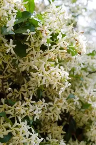 variegated asiatic jasmine pruning green shoot