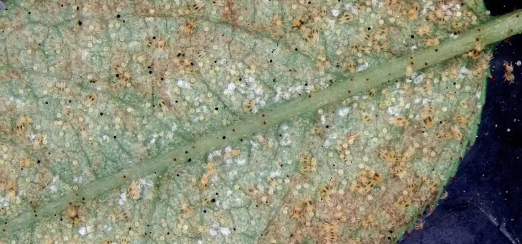 variegated asiatic jasmine spider mites leaf underside