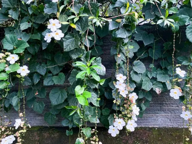 asiatic jasmine forest edge climbing