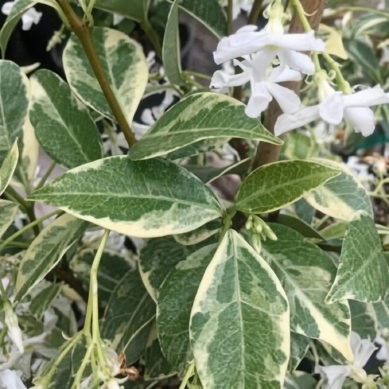 variegated asiatic jasmine leaf close-up