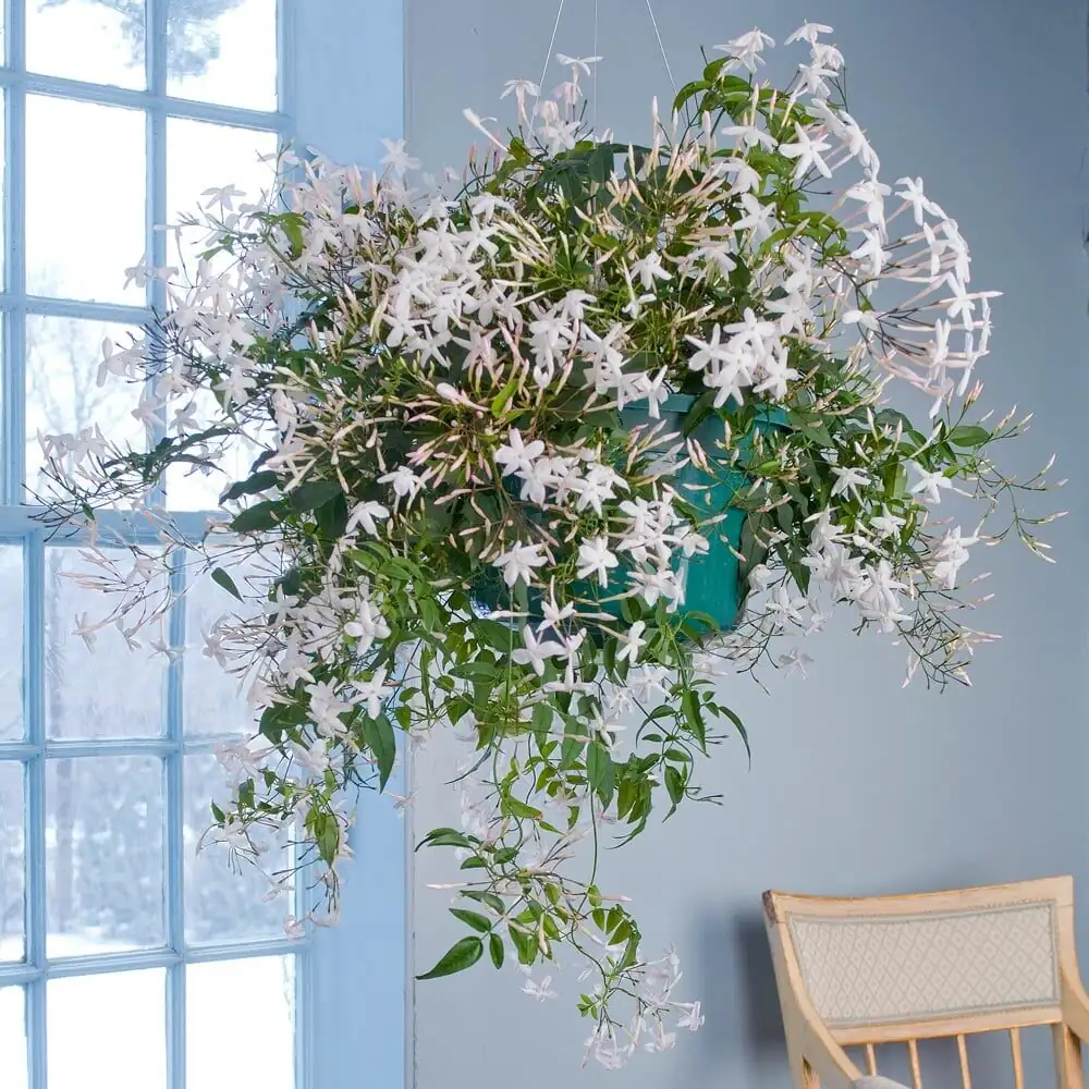 variegated asiatic jasmine indoor hanging pot