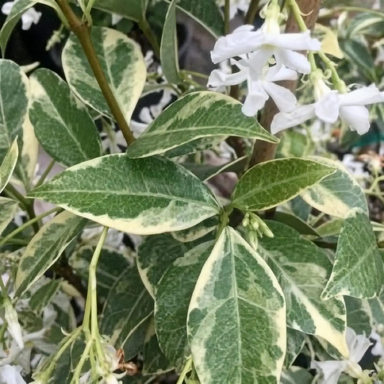 variegated asiatic jasmine leaf close-up