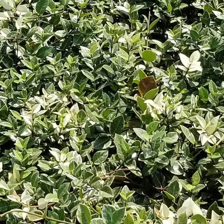 pruning green revert variegated asiatic jasmine