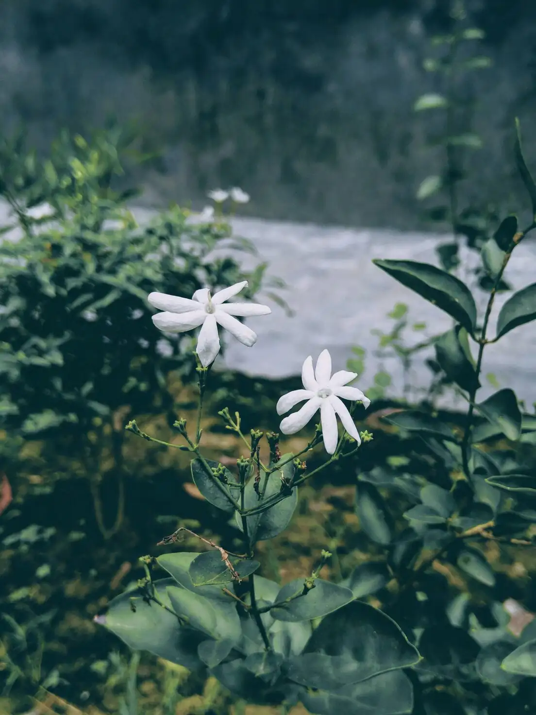 variegated asiatic jasmine climbing support