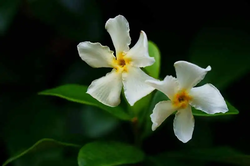 variegated asiatic jasmine white flowers