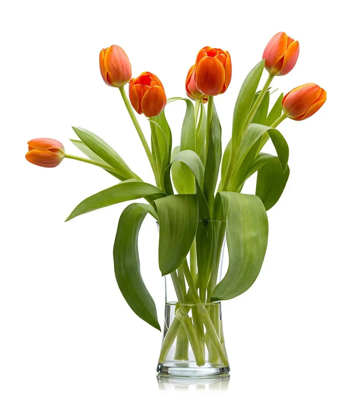 variegated asiatic jasmine hydroponic glass vase