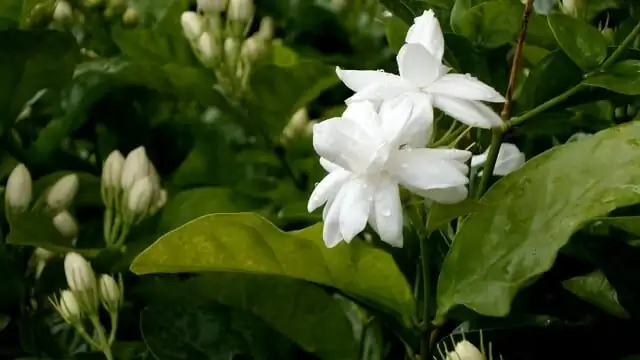 variegated asian jasmine hanging basket