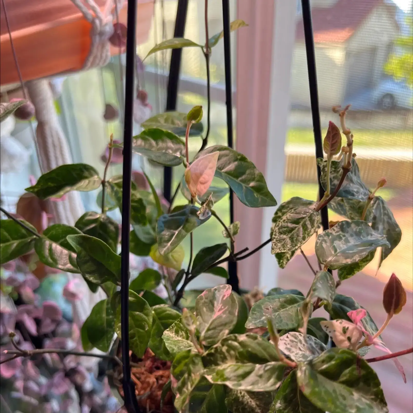 variegated asian jasmine east window light