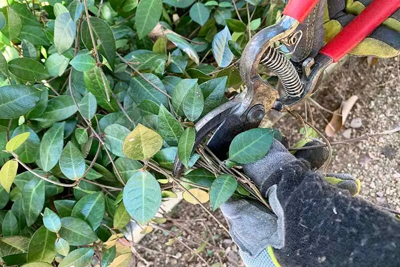 variegated asian jasmine pruning hands