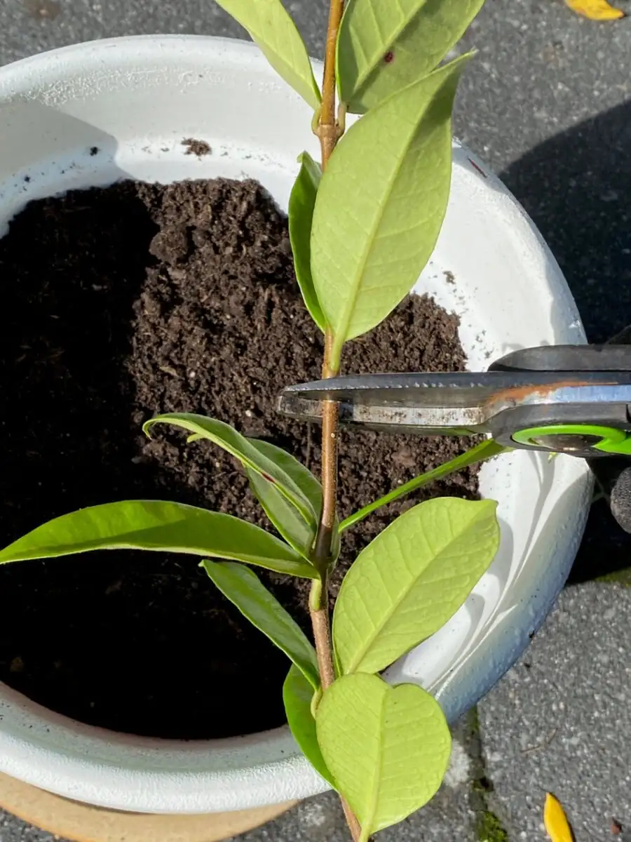 variegated asiatic jasmine cuttings close-up
