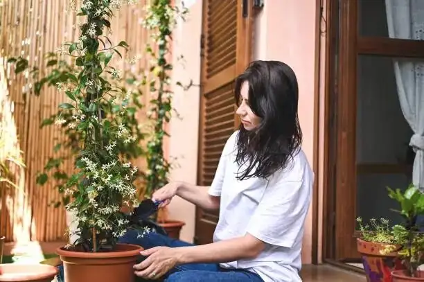 玻璃瓶里的星光丛林：花叶络石水培养成与营养液节奏
