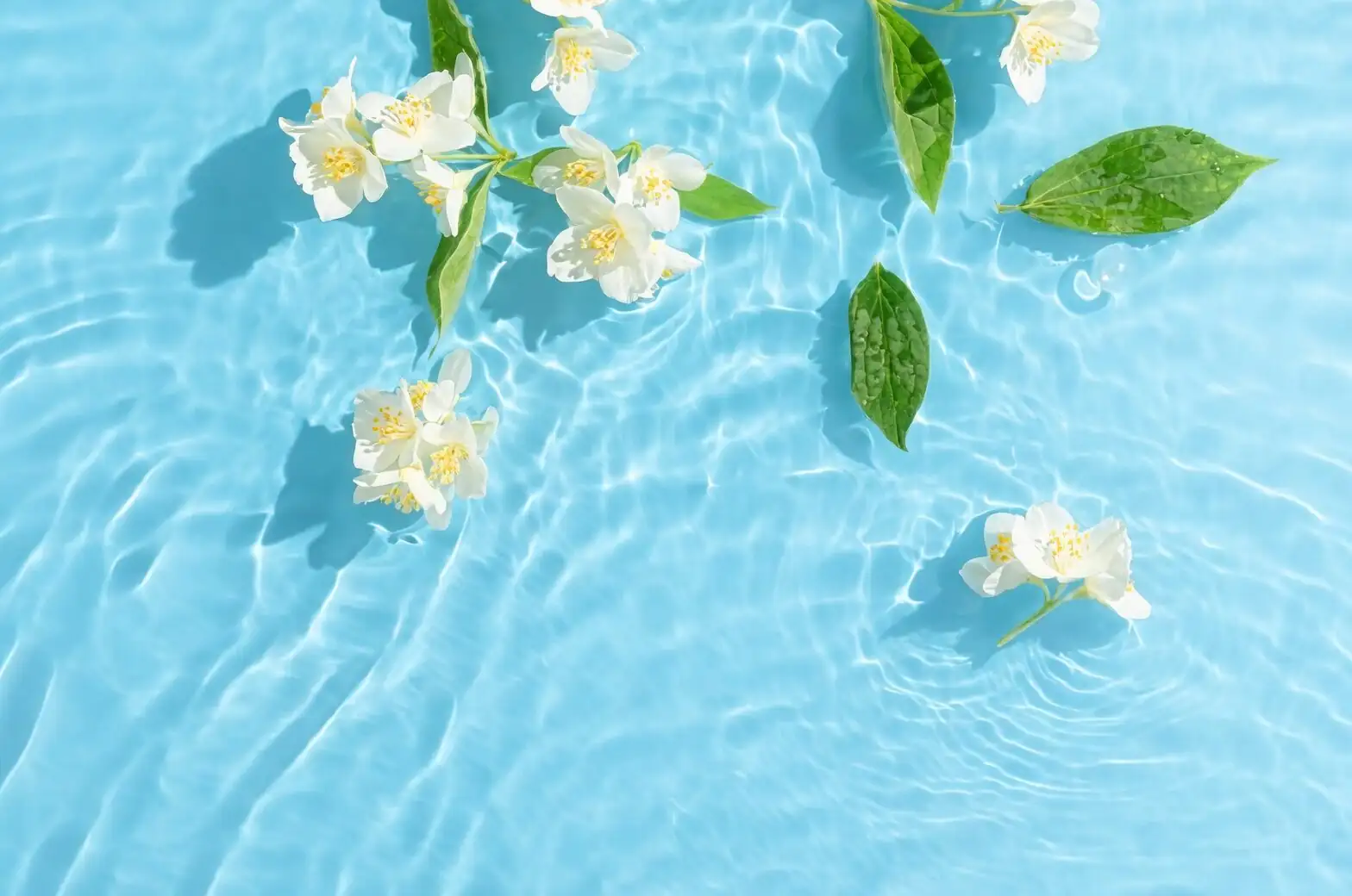 asiatic jasmine water propagation cutting