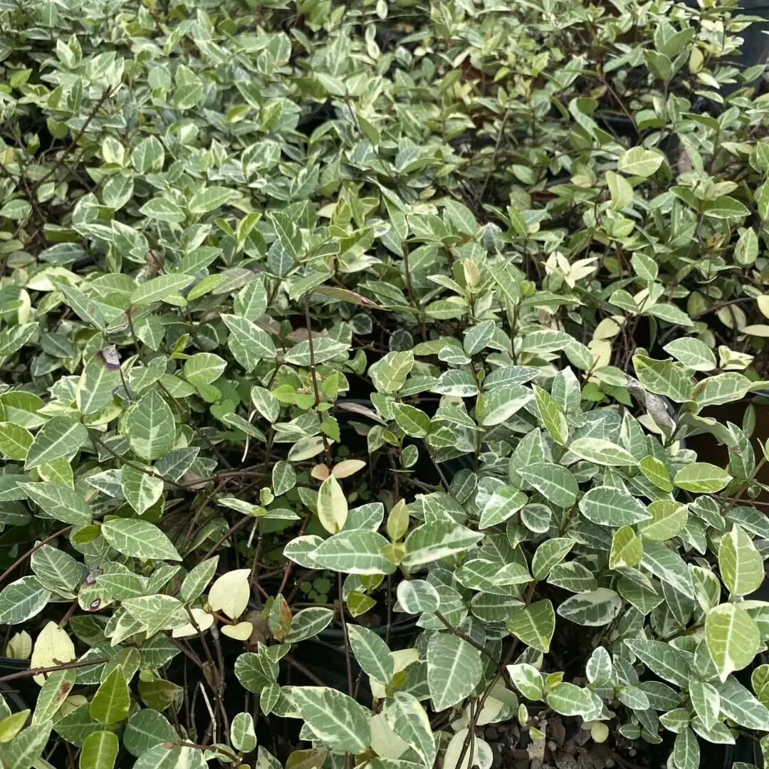 一年四季不踩雷：花叶络石月度养护任务表（含冬季控水）