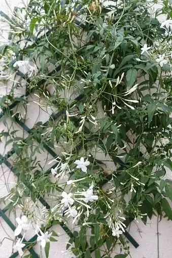 variegated asiatic jasmine hanging basket