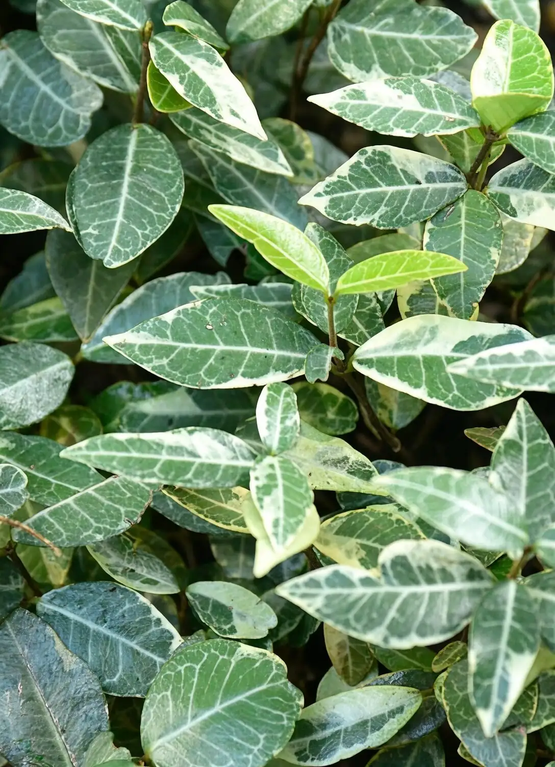 variegated asian jasmine leaf close-up