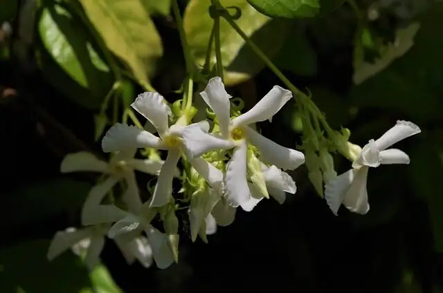 variegated asian jasmine on wall shelf