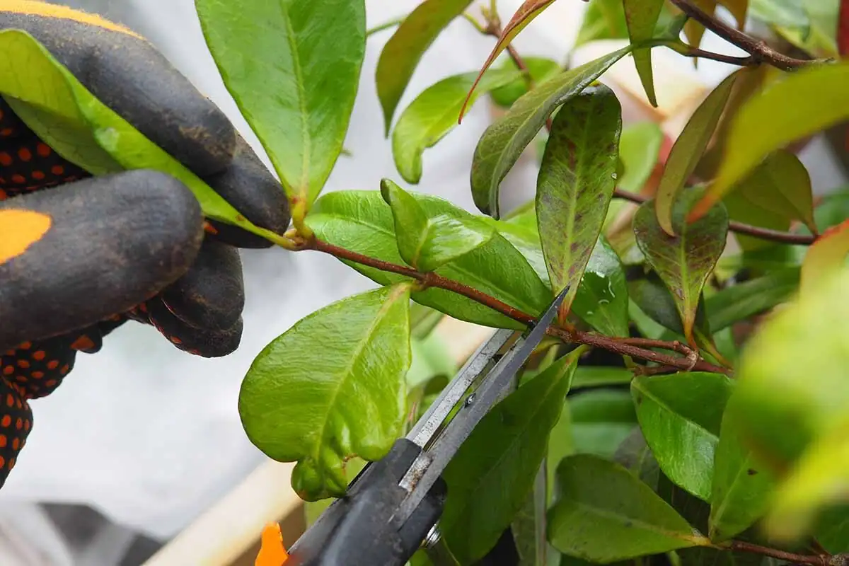 variegated asian jasmine pruning with gloves