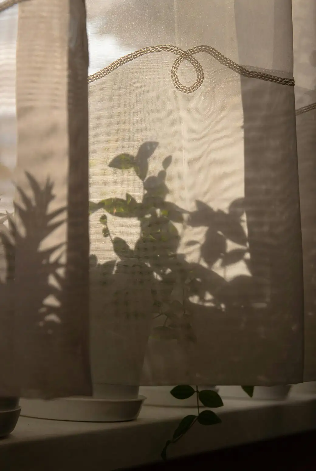ti plant south window sheer curtain