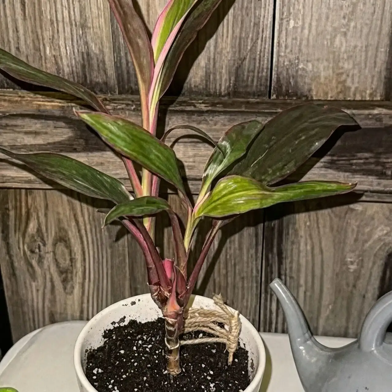 ti plant watering can drainage