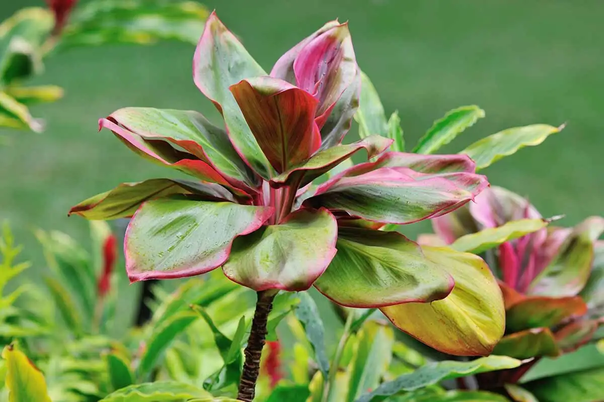 ti plant pruning top cut