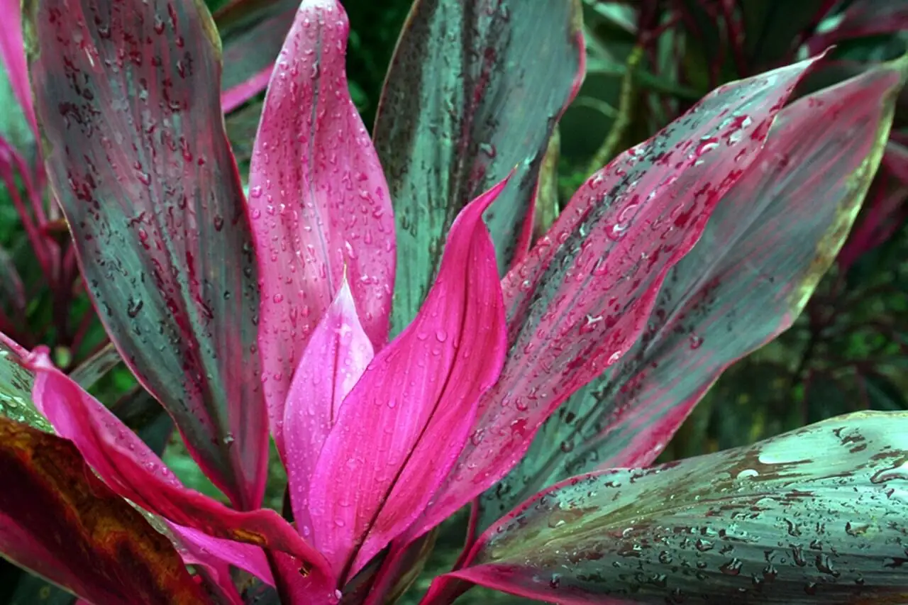 ti plant tropical coastal garden