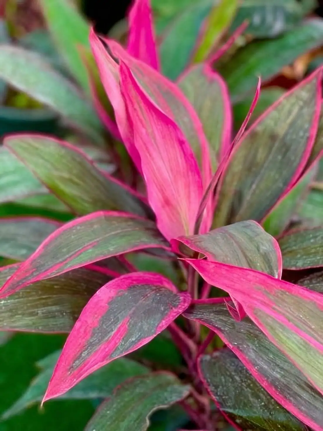 ti plant red leaves closeup