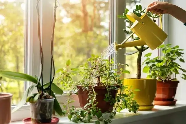 ti plant watering indoor