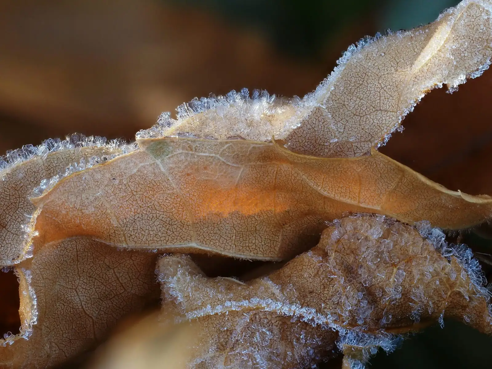 ti plant frost damage leaves