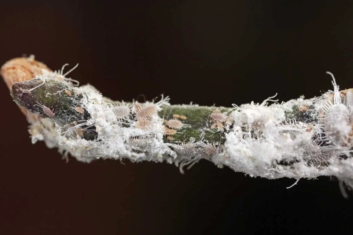 ti plant mealybugs close up
