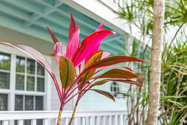 cordyline fruticosa red leaves closeup