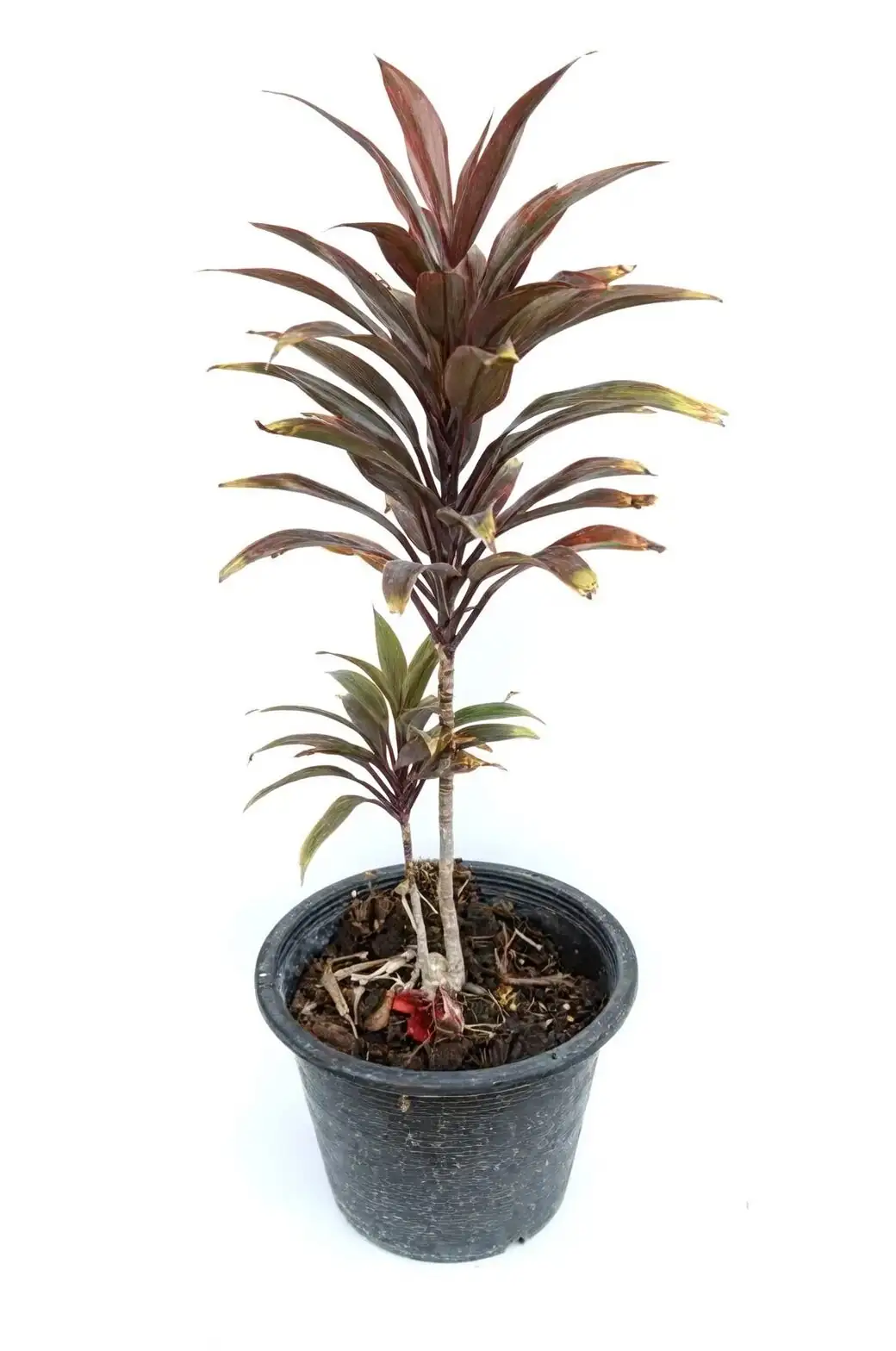 cordyline fruticosa pruning yellow leaves