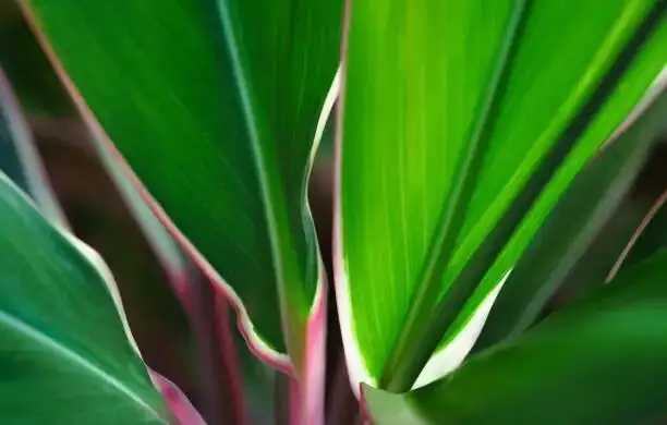 cordyline fruticosa leaf close-up