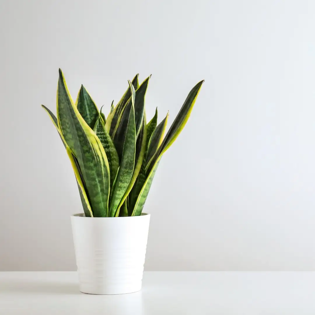 cordyline fruticosa with monstera snake plant