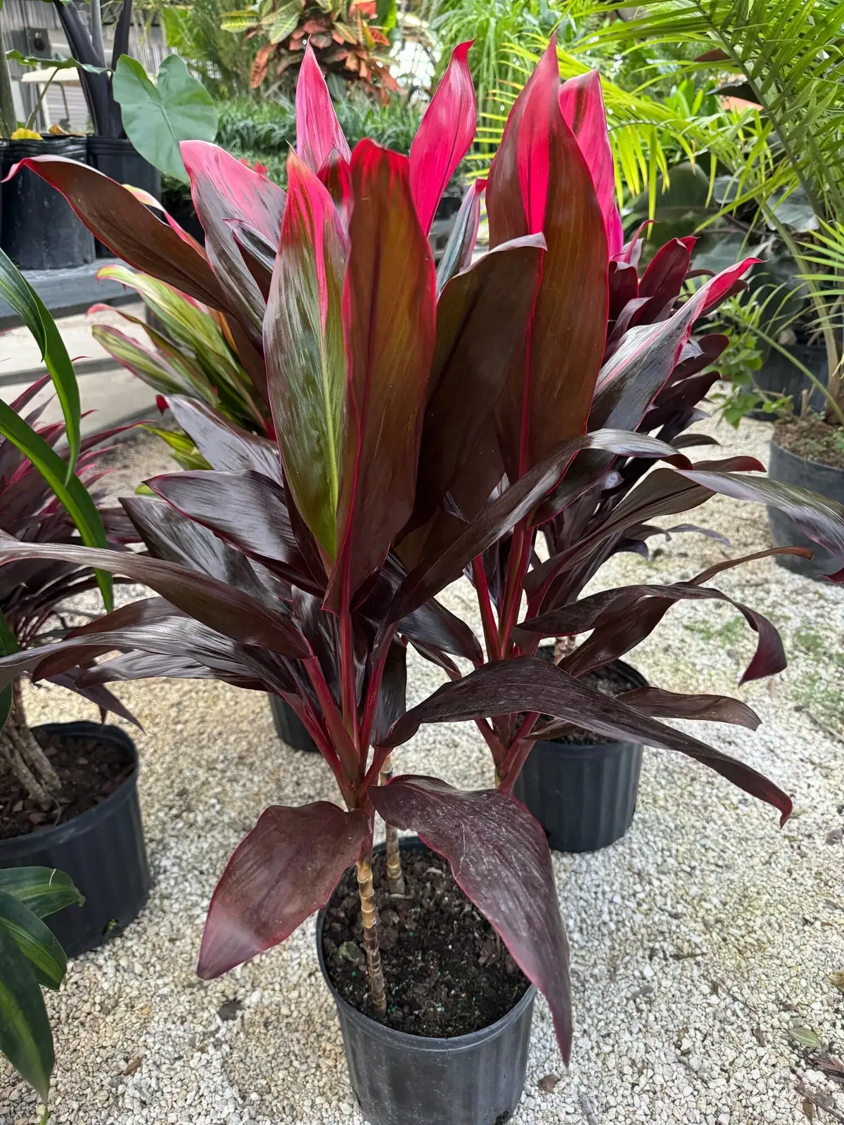 从一根“竹节”长出一片热带：朱蕉扦插×高空压条×播种全攻略